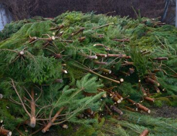 Christmas Tree Disposal & Recycling Options In Hong Kong