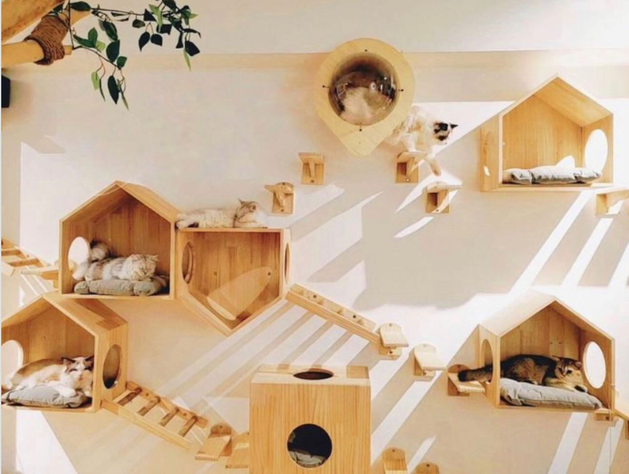cat cafe central hong kong